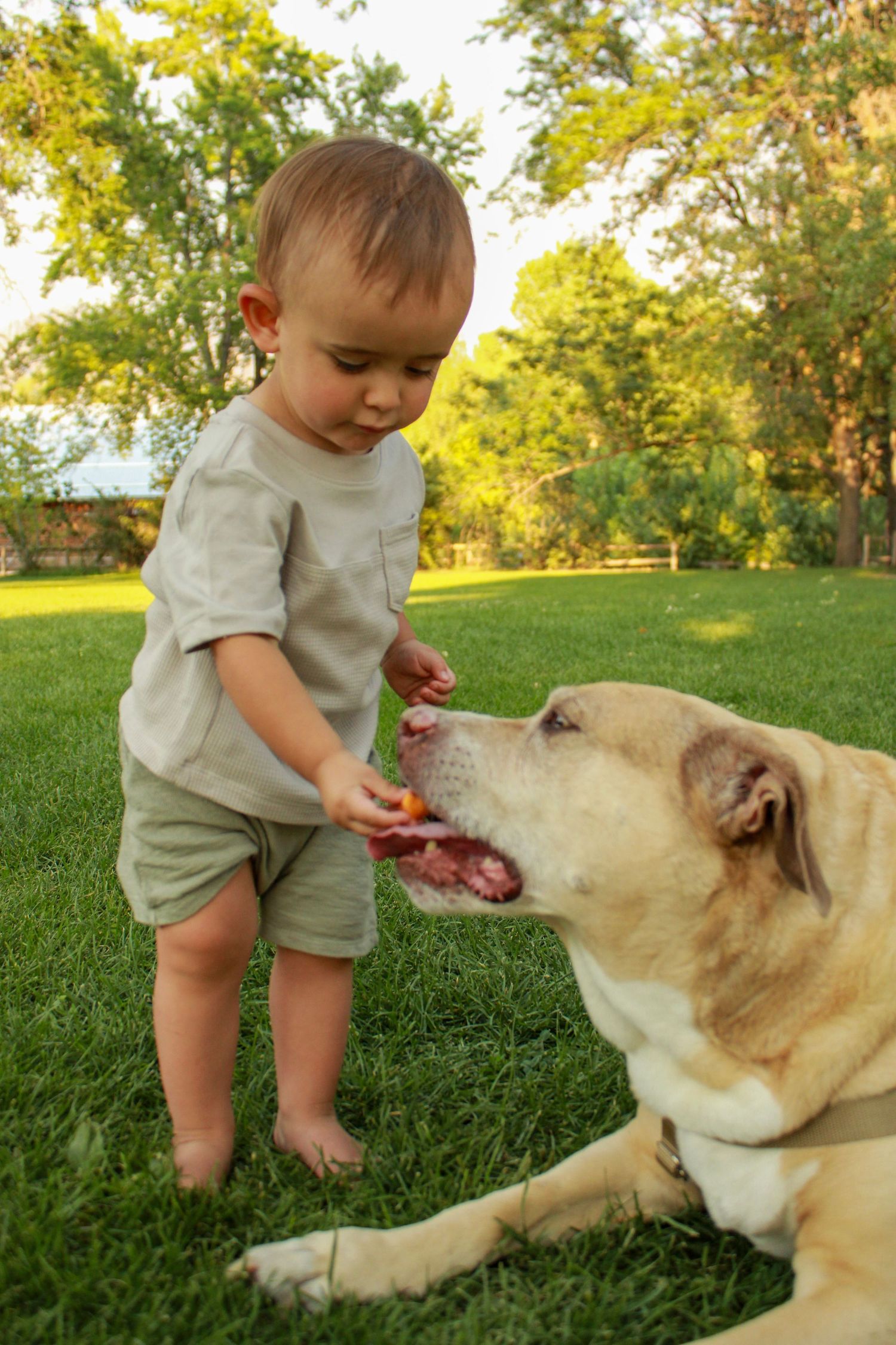 A tan dog interacting gently with a toddler in a grassy outdoor setting.