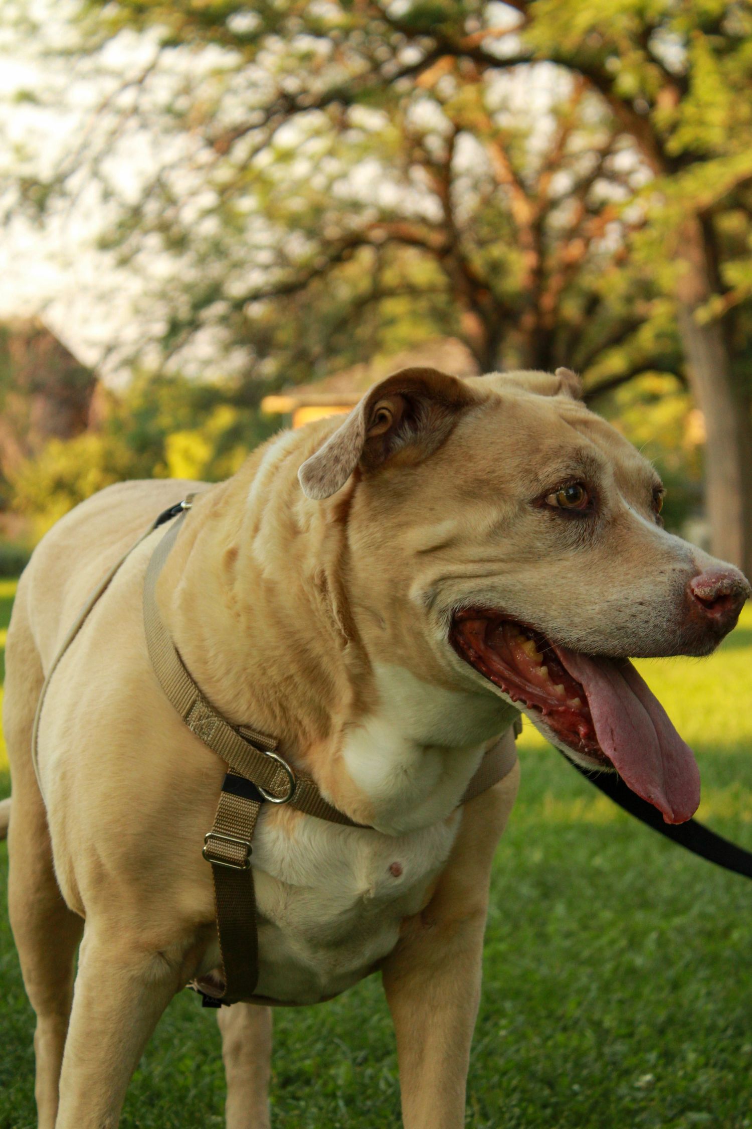 Light-colored dog with a harness shown in multiple poses against green grass background.