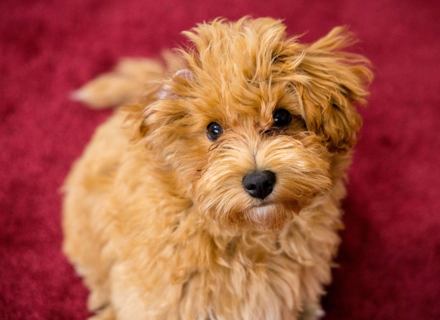 Beautiful Pet Portraits logo - images coming soon