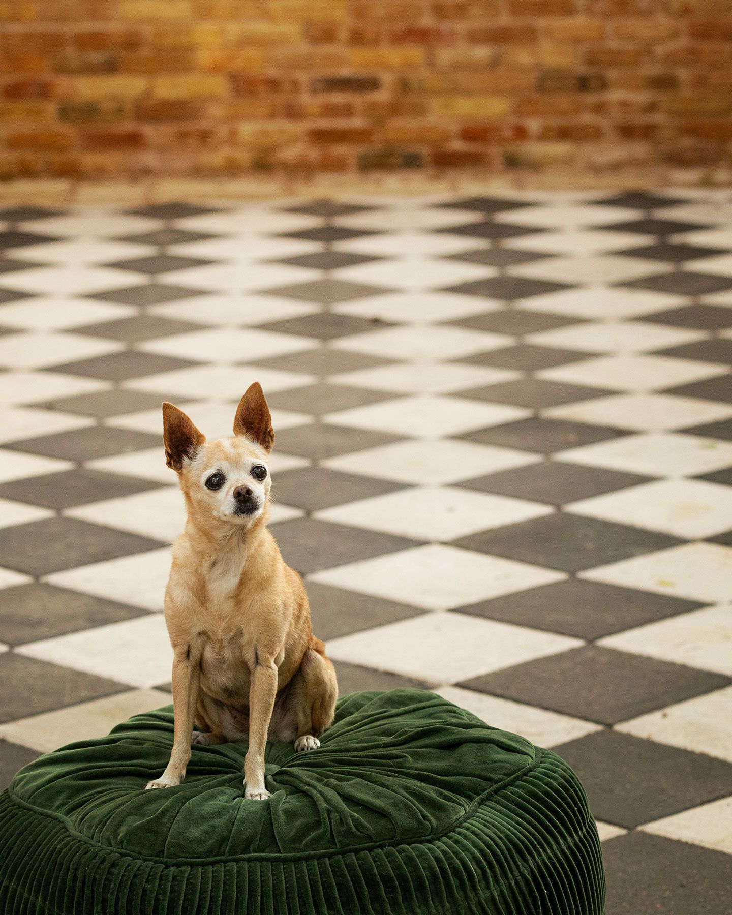Small tan Chihuahua dog sitting on a green velvet cushion against a black and white checkered floor pattern.