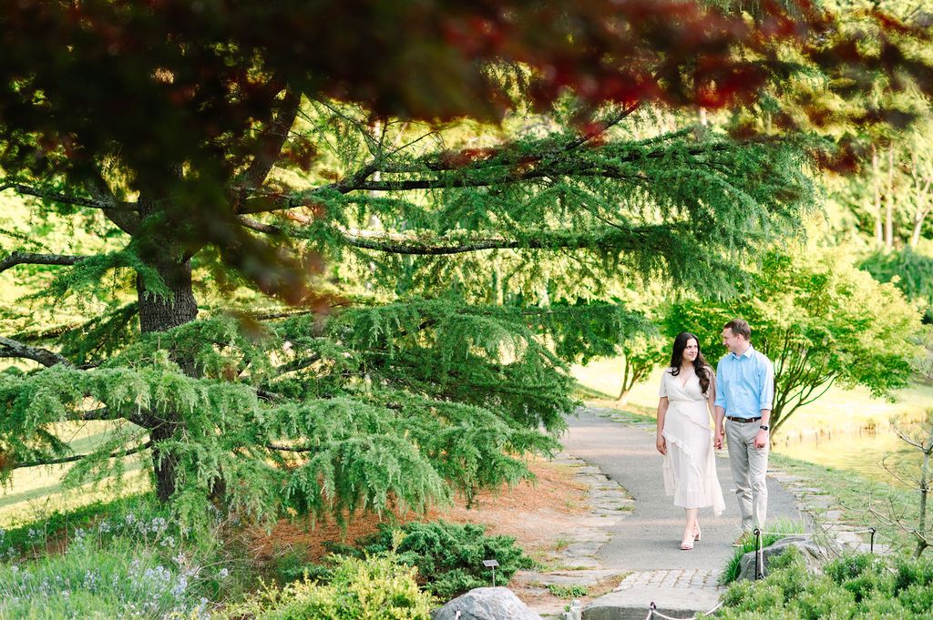 Pathway through pine forest canopy with dappled sunlight streaming through evergreen branches creating shadows.