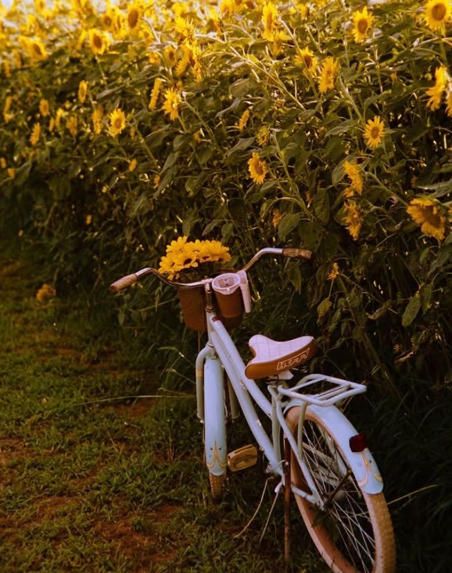 A rustic bike leans against a backdrop of vibrant yellow sunflowers in a garden setting during golden hour. 35mm film photography