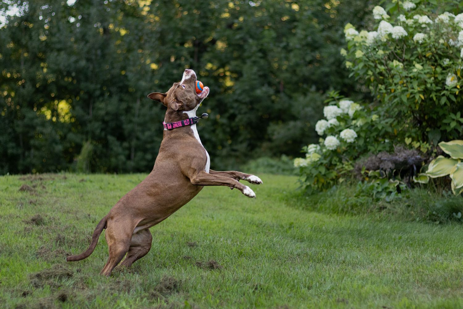 A brown and white Boxer dog jumps up on its hind legs near flowering bushes outdoors.