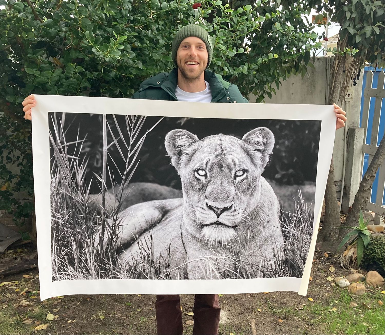 A print of a lioness