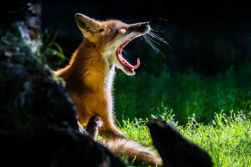 Running shetland sheepdog leaping through grass in vibrant sunlight with joyful expression.