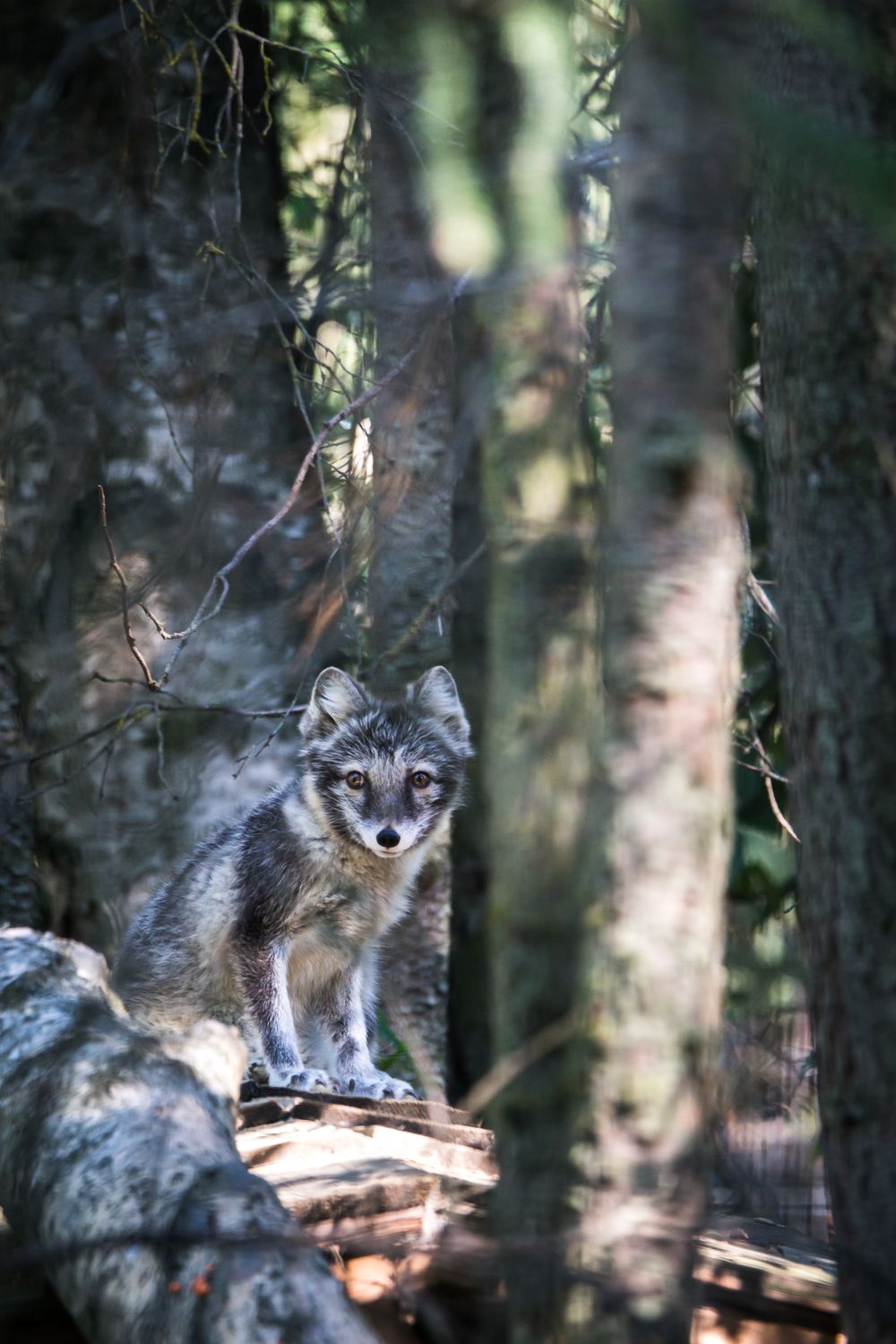 Wolf with piercing eyes rests in dense forest among tree shadows while looking alertly at surroundings.