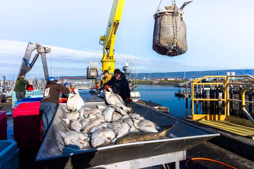 Commercial fishing vessel crew operates heavy machinery to transfer fresh catch from boat on sunny day at sea.