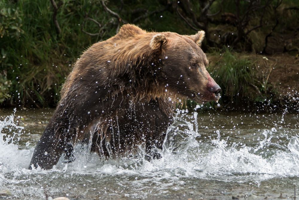 A brown bear splashes through shallow water while hunting for fish in a stream.