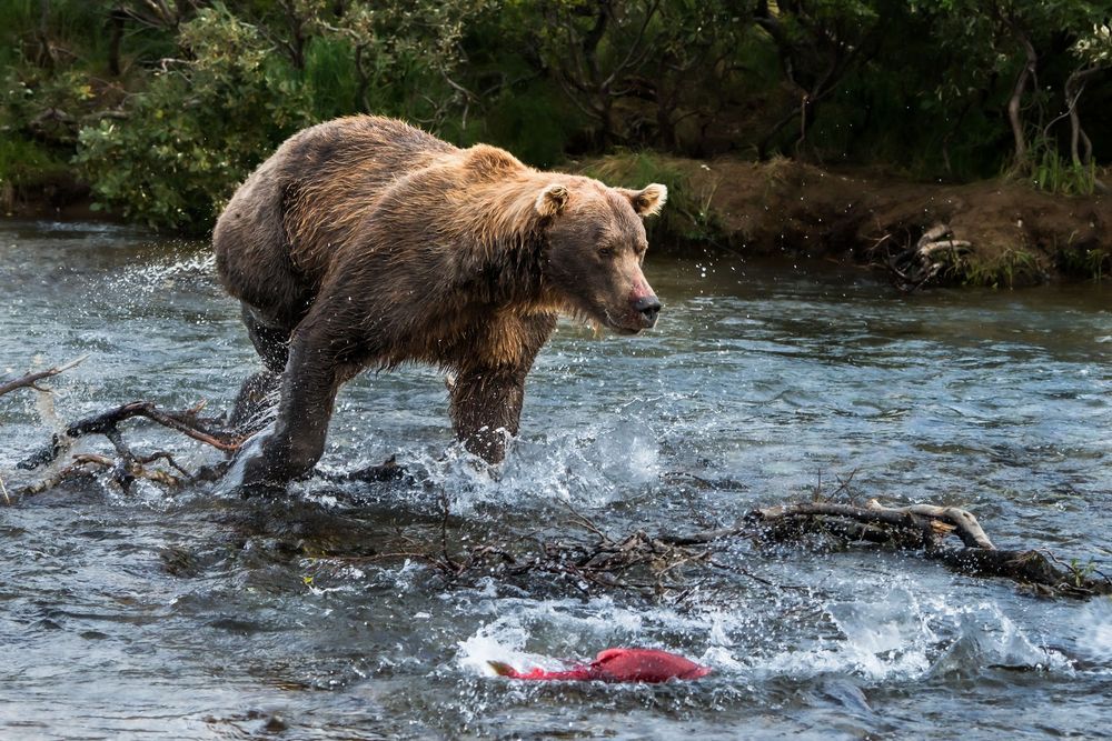 Sequence of brown bear hunting salmon in rushing river water, splashing and lunging to catch its prey.
