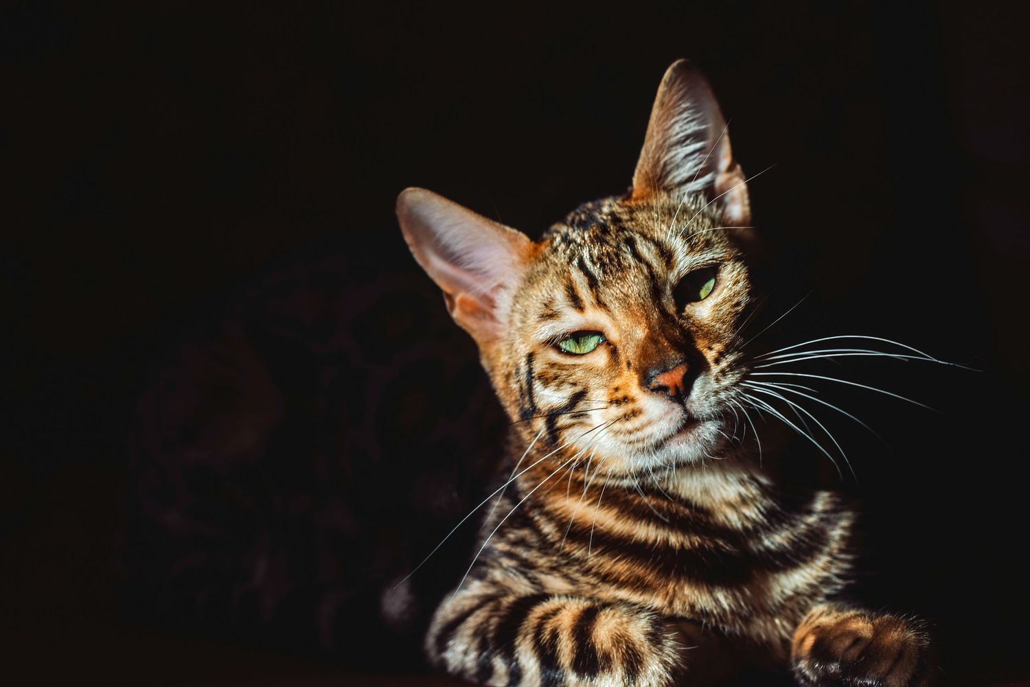 Augintinio fotosesija
vivifotografija
fotografė Viktorija