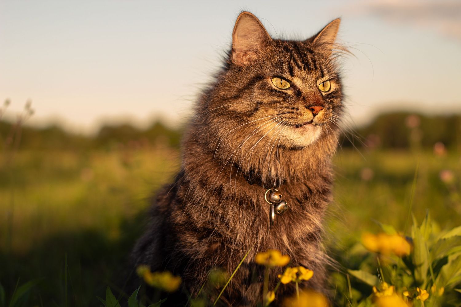 A fluffy tabby cat wearing a collar sits among yellow wildflowers in a sunlit meadow.