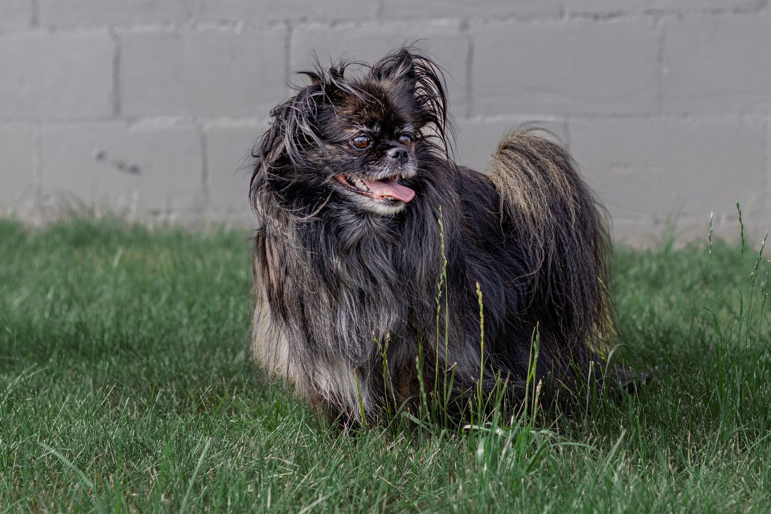 Fluffy black and tan Pomeranian dog standing on green grass near brick wall.