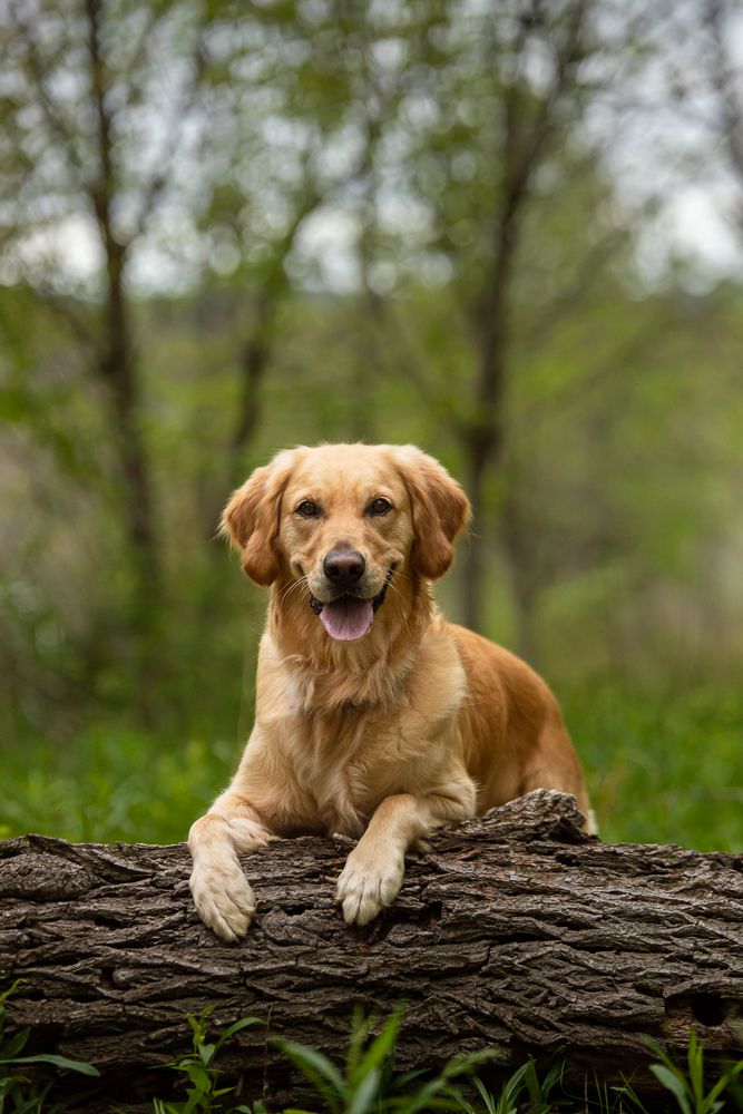 Dog parents hold their terrier together in a wooded area