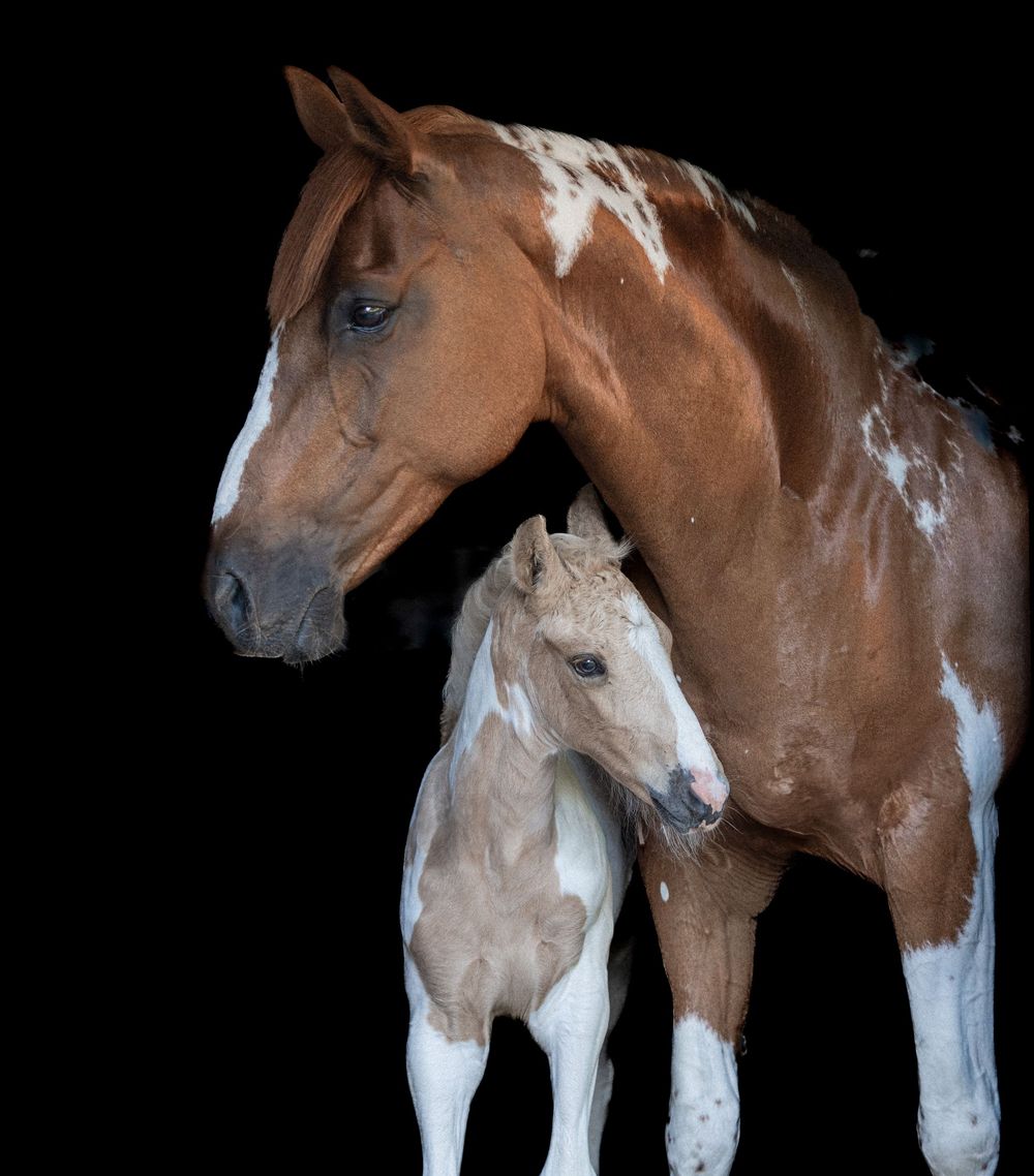 Two paint horses, one brown and white adult and one pale foal, photographed against a black background in profile.