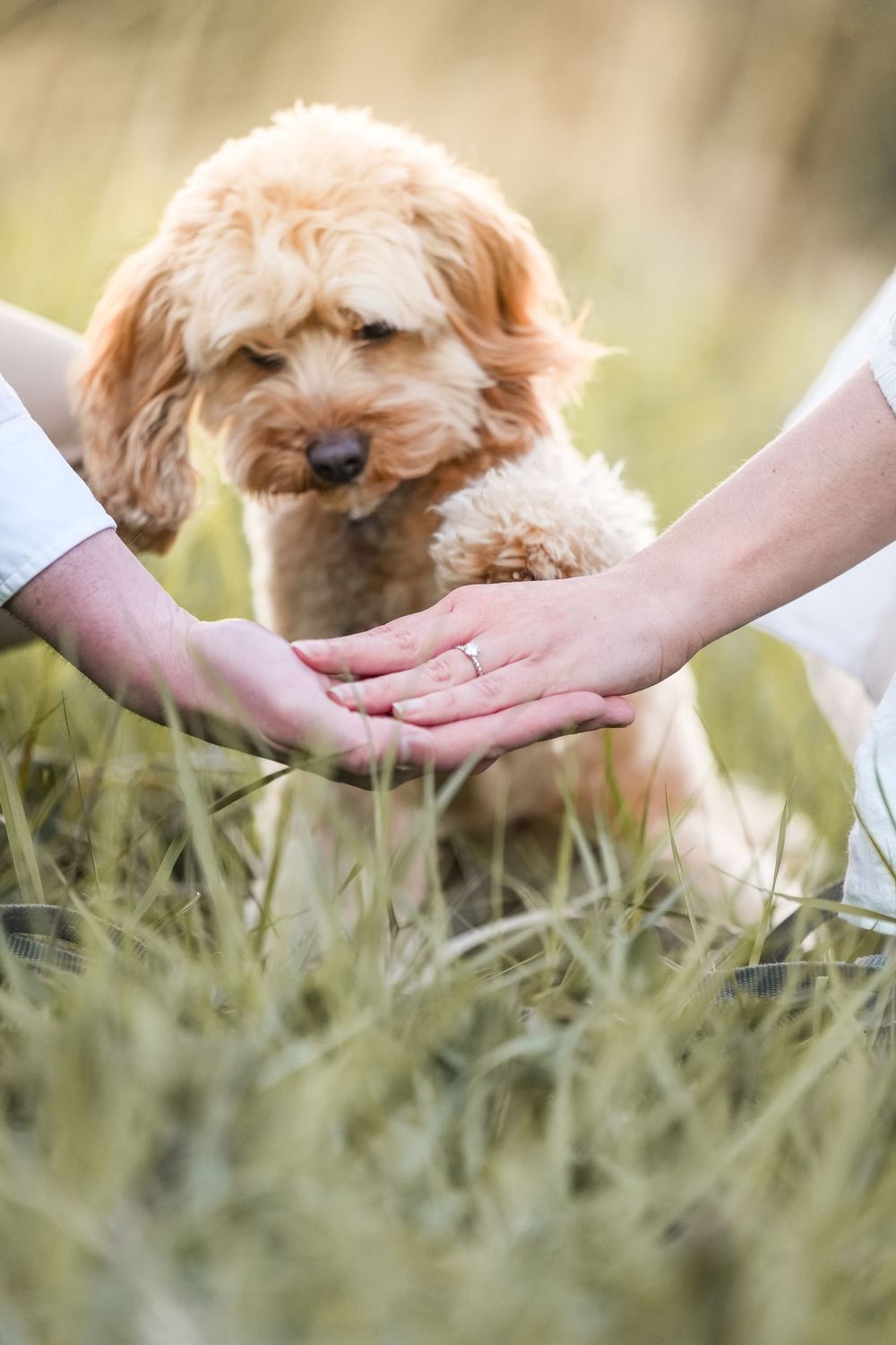 Cute goldendoodle puppy watching two hands meet in tall grass during golden hour photography session. Engagement photoshoot at Penllergaer.