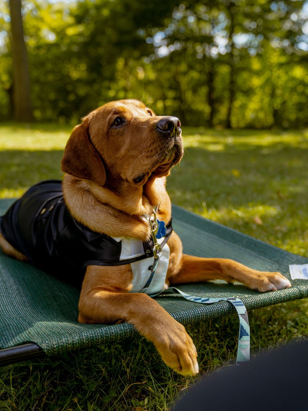 Brown mixed breed dog relaxing on camping equipment during a sunny outdoor adventure in lush green grass.