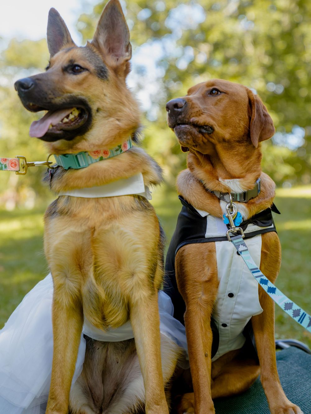 Two dogs wearing formal wedding attire with bow ties and harnesses pose together outdoors in a garden setting.