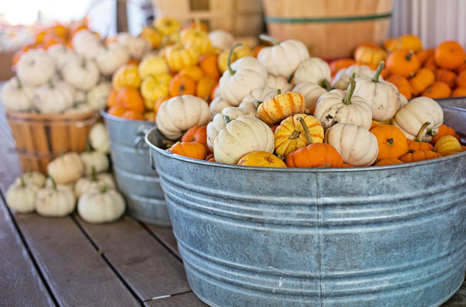 Hobe Sound Pumpkin Patch, Treasure Coast Pumpkin Patch, Port St Lucie Pumpkin Patch, Stuart Pumpkin Patch, Palm City Pumpkin Patch