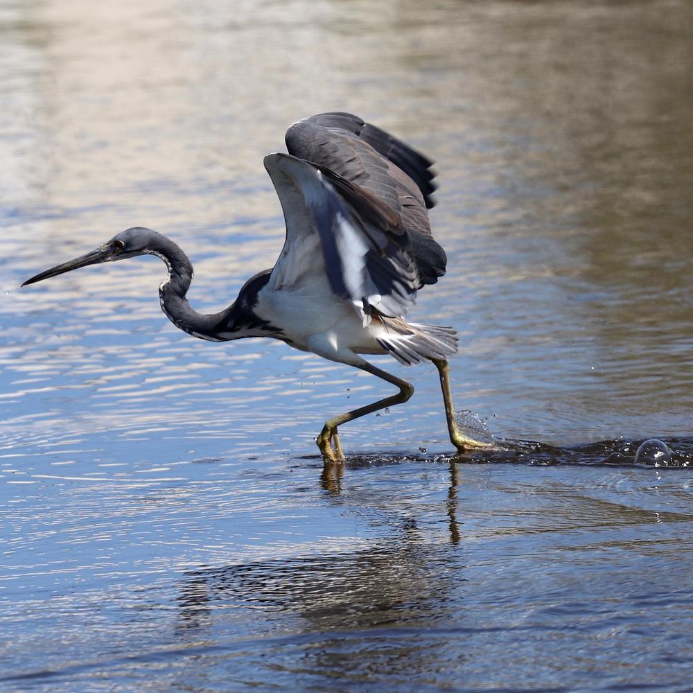 Great egret hunting for fish in shallow water, captured in a sequence of action shots.