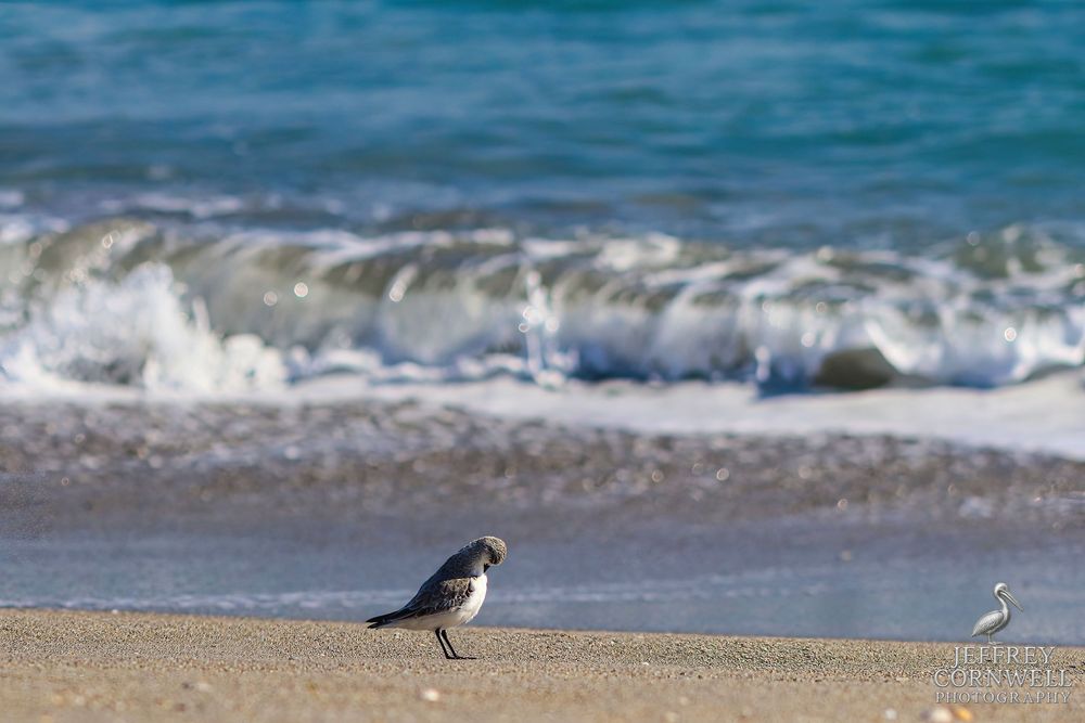 Waves crash onto a sandy beach with seabirds walking along the shoreline during a sunny day.