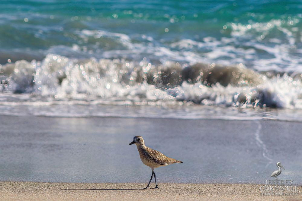 Shorebird walking along beach with rolling waves in the background.