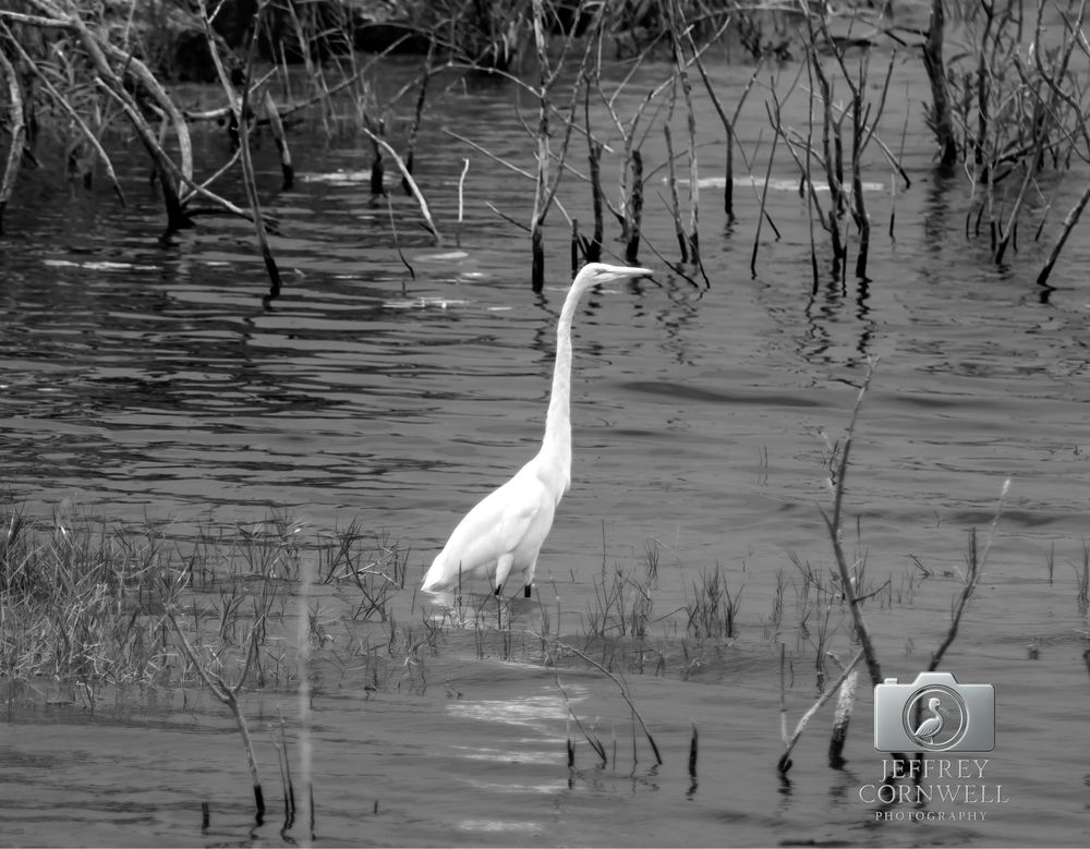 White egret wading through flooded wetlands with dead trees in black and white.