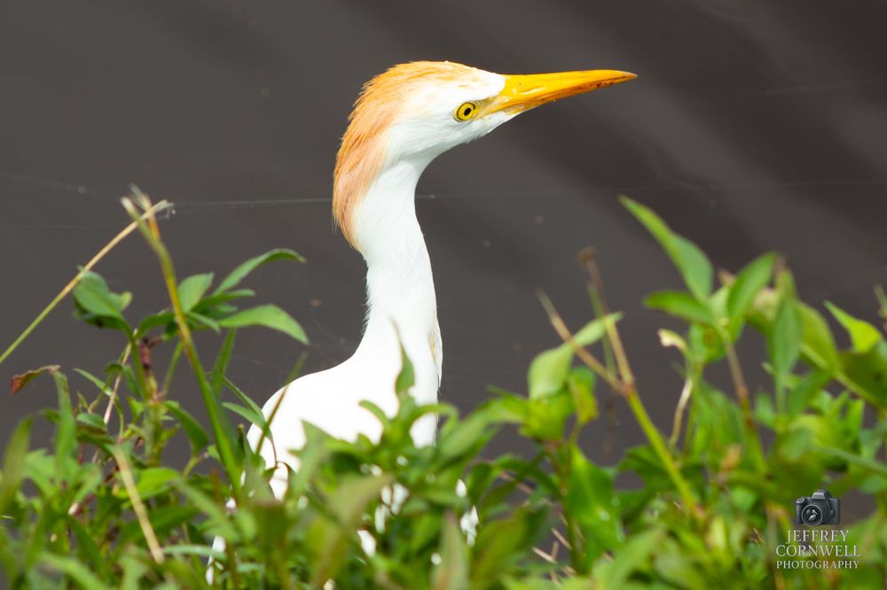 Close-up of a great egret's head and yellow beak against a dark background.