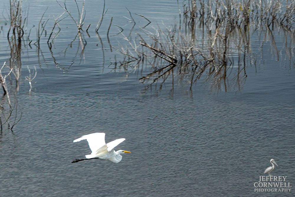 Egret flying low over calm water with reflections among submerged vegetation.