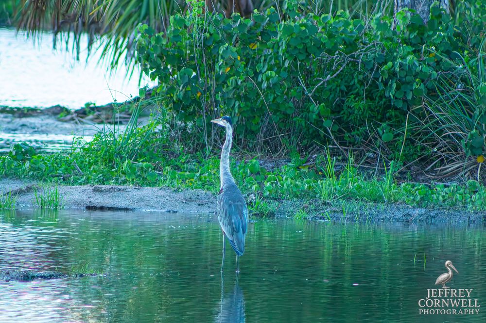 Great blue herons stand in shallow water surrounded by lush green vegetation near a coastal marsh.