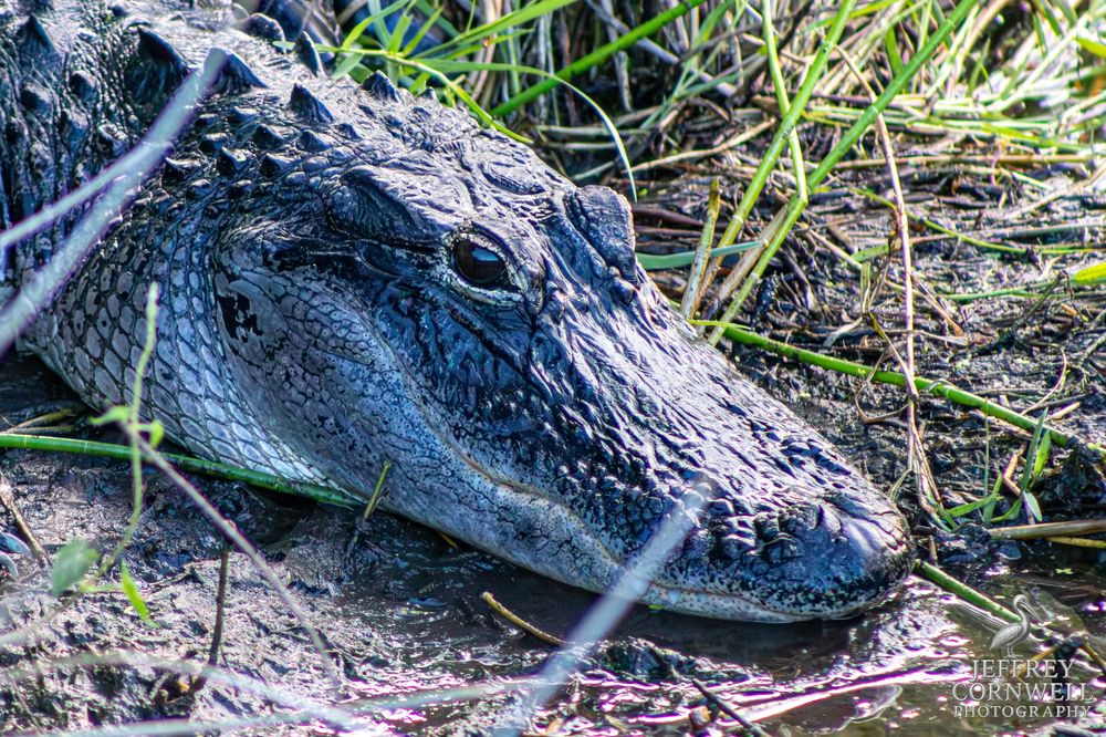 Close-up view of an alligator's textured skin and scales in natural habitat.