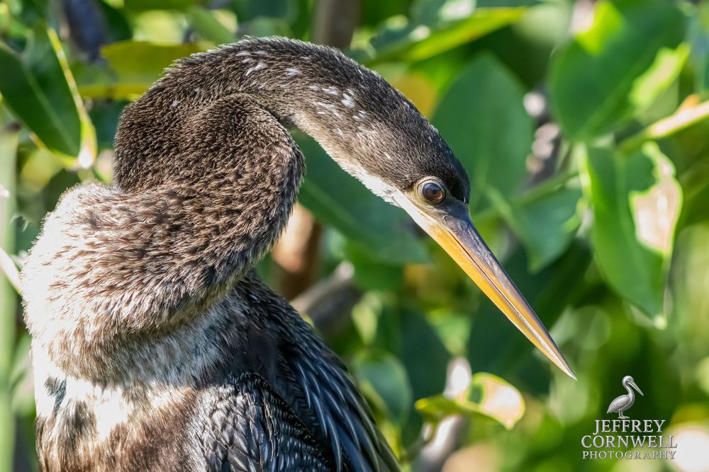 Close-up portrait of a green heron with detailed feathers among green leaves.