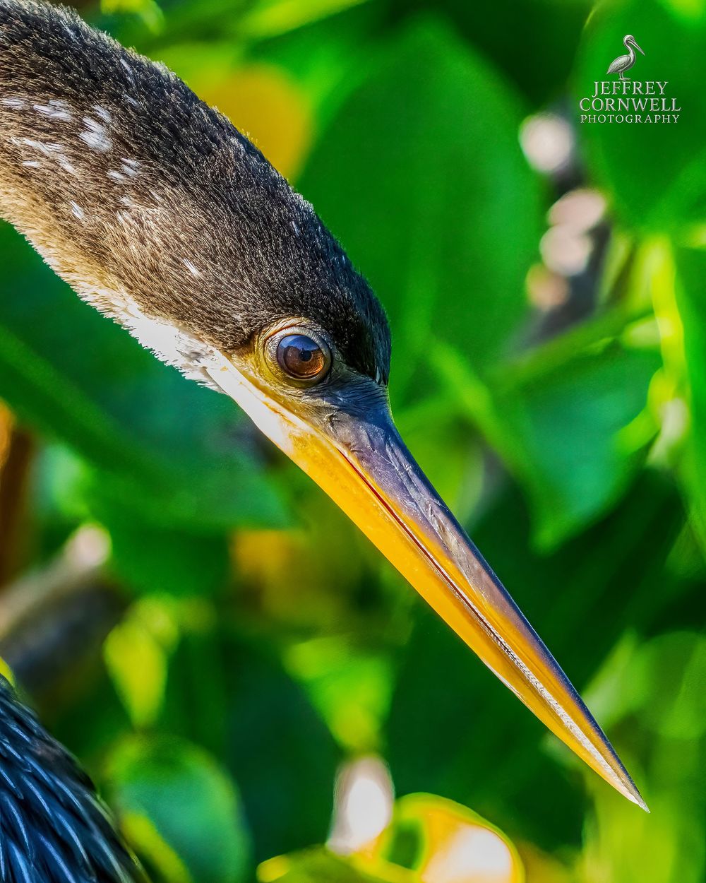 Detailed profile of a green heron's head showing its long sharp beak against vibrant foliage.