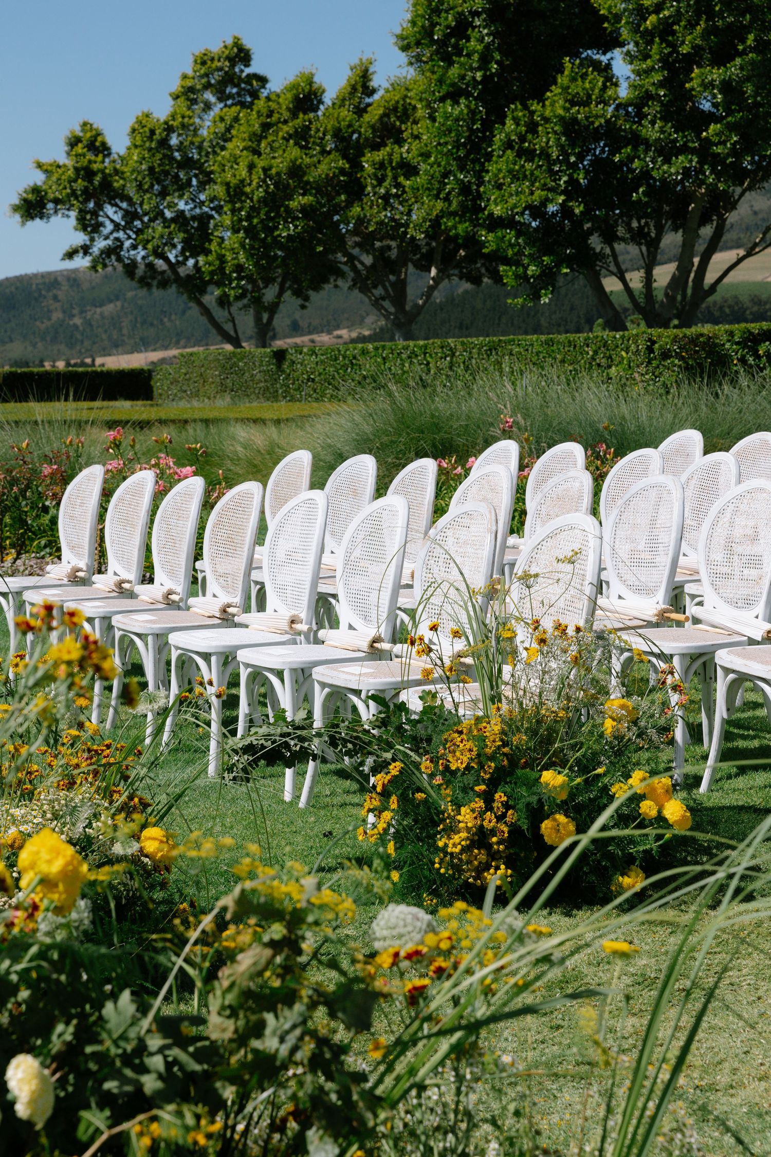 White garden chairs arranged in rows for an outdoor wedding ceremony with yellow wildflowers lining the aisle.