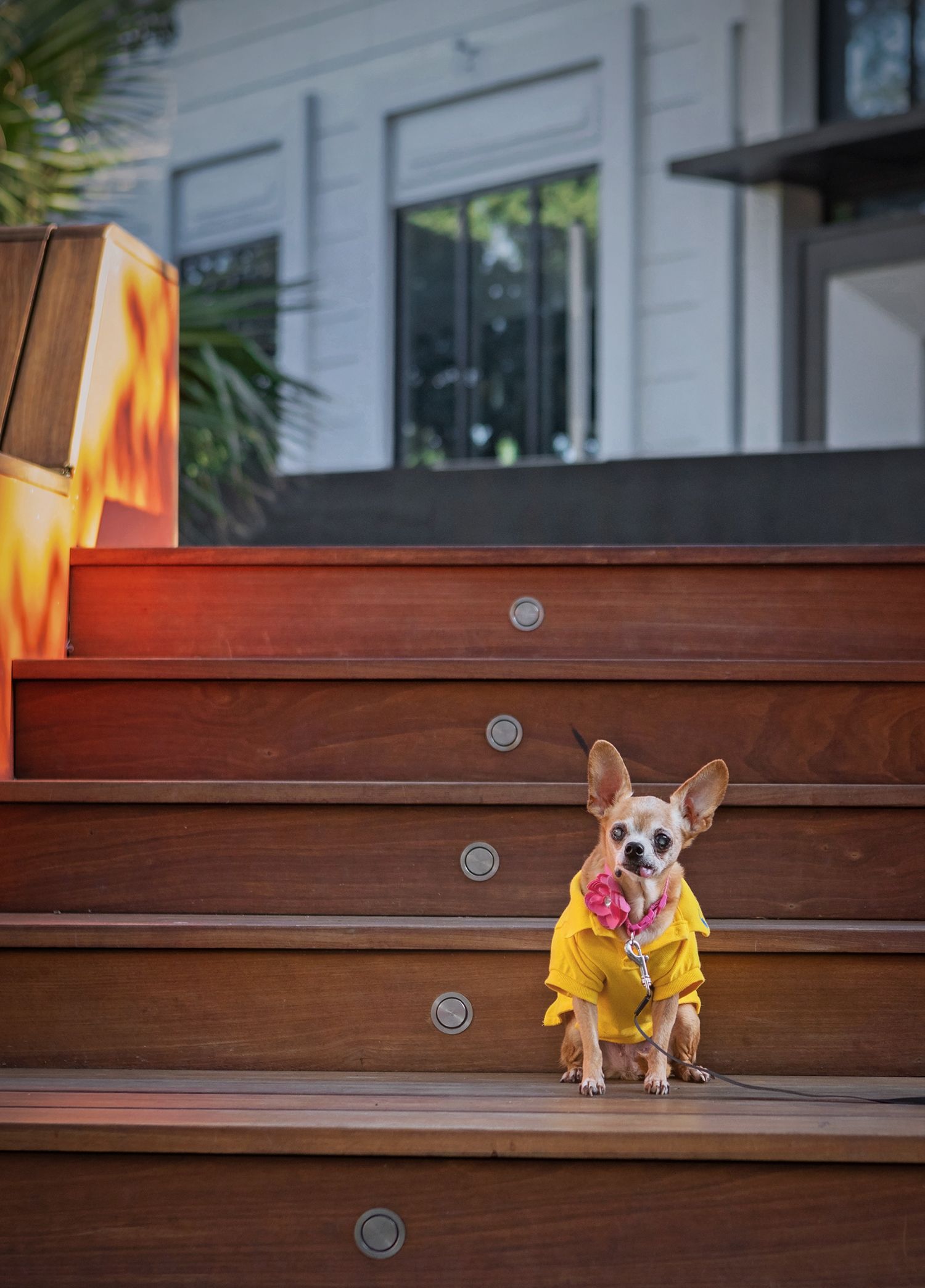 Small chihuahua dog in yellow shirt sitting on wooden deck steps during sunset.
