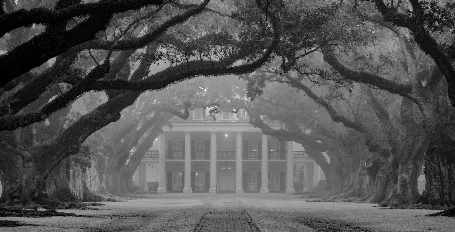A dramatic oak tree alley with Spanish moss hanging from branches creates a tunnel effect in black and white.