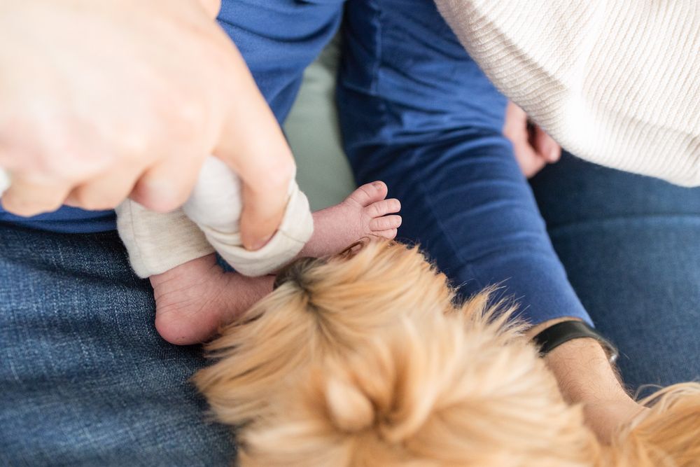 A hand gently pets a golden-colored dog's soft fur while sitting on a couch.