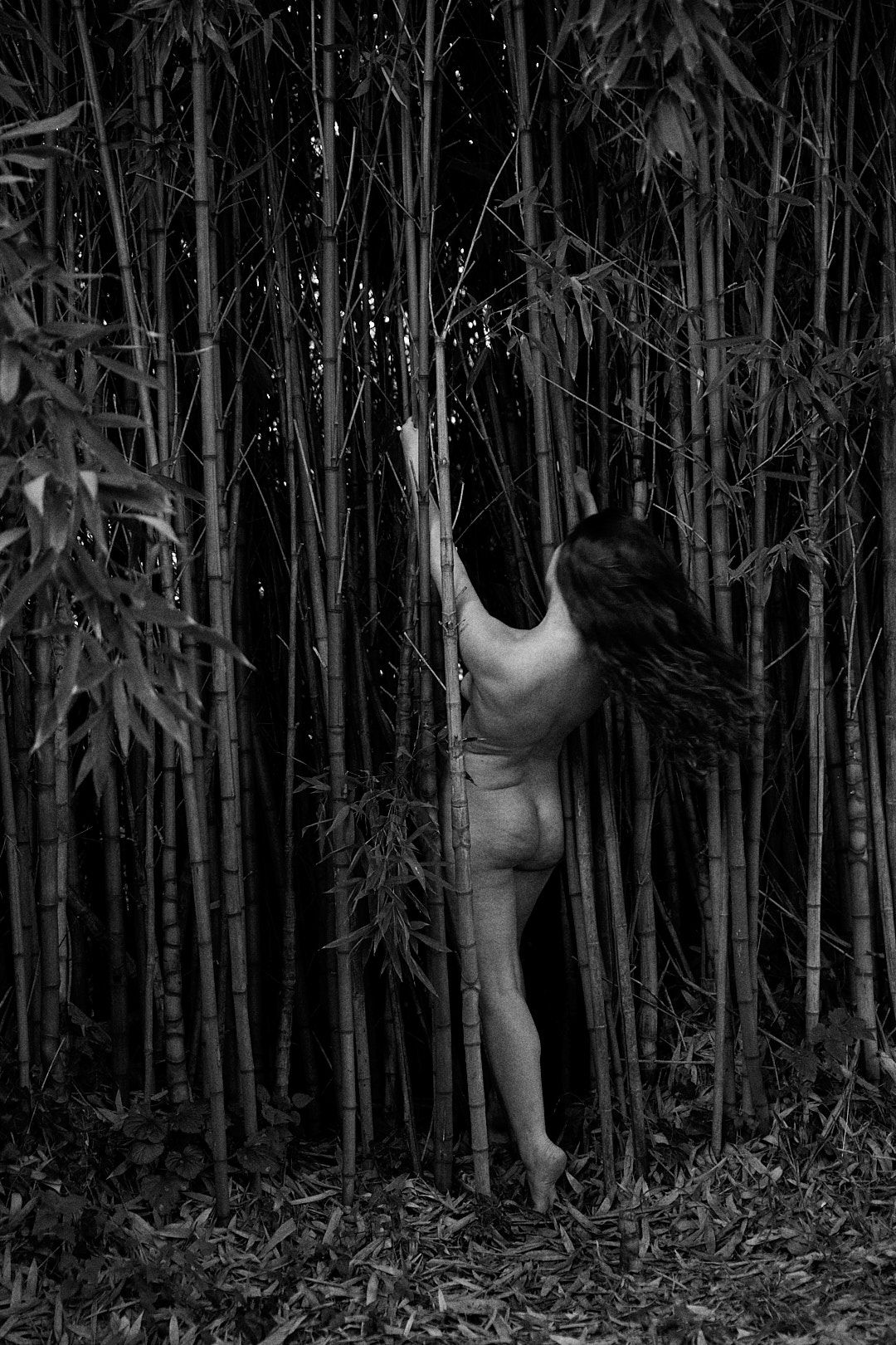 Artistic black and white photographs set against a bamboo forest backdrop.