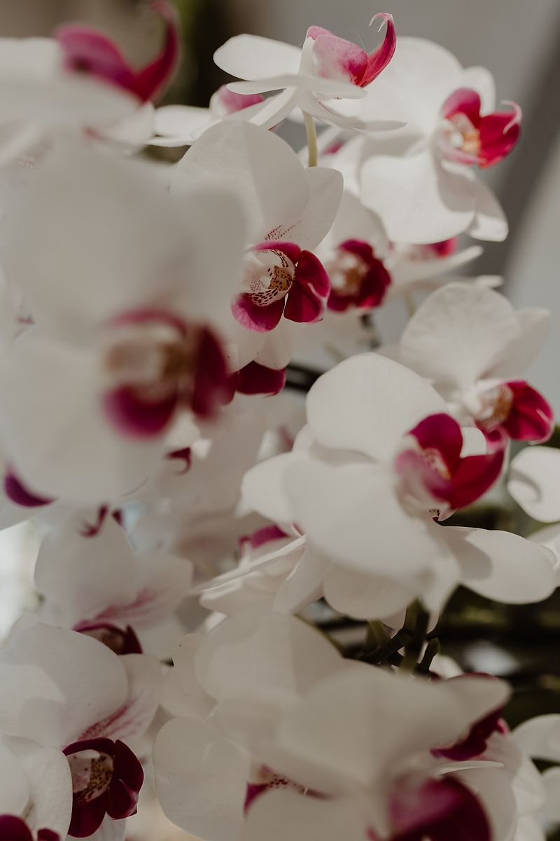 Close-up of tropical orchids at The St. Regis Kanai Resort, Riviera Maya family photoshoot.