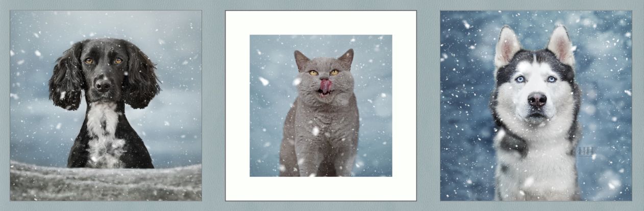 Collection of pet portraits featuring dogs and cats in winter scenes.