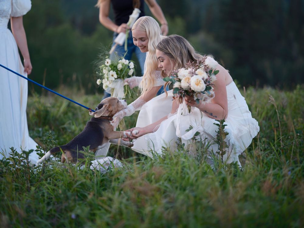 Bright white wedding dresses contrast against green meadow as group pets brown dog holding white flower bouquets.