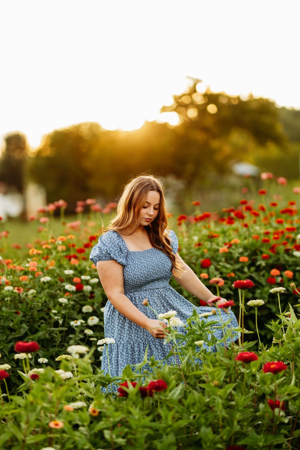 Young woman in blue floral dress picks colorful zinnia flowers in a sunlit garden at golden hour.