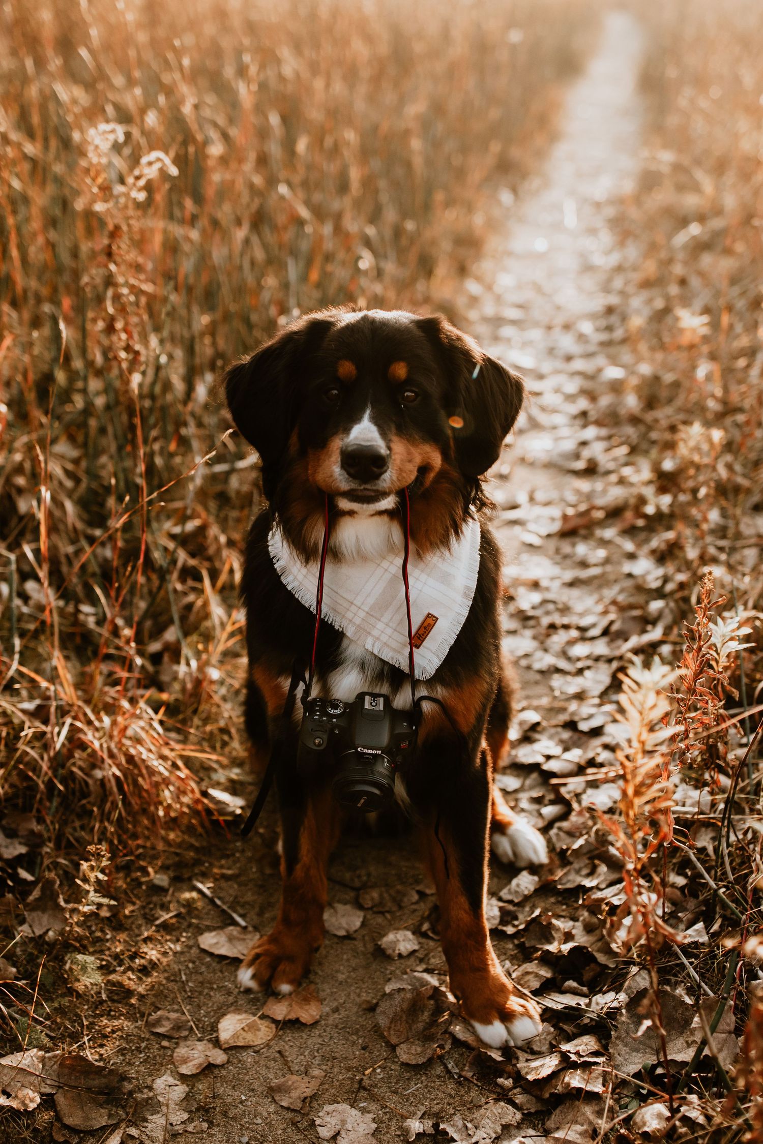 Dog wearing camera strap sits on rustic dirt path through golden autumn field during sunset.