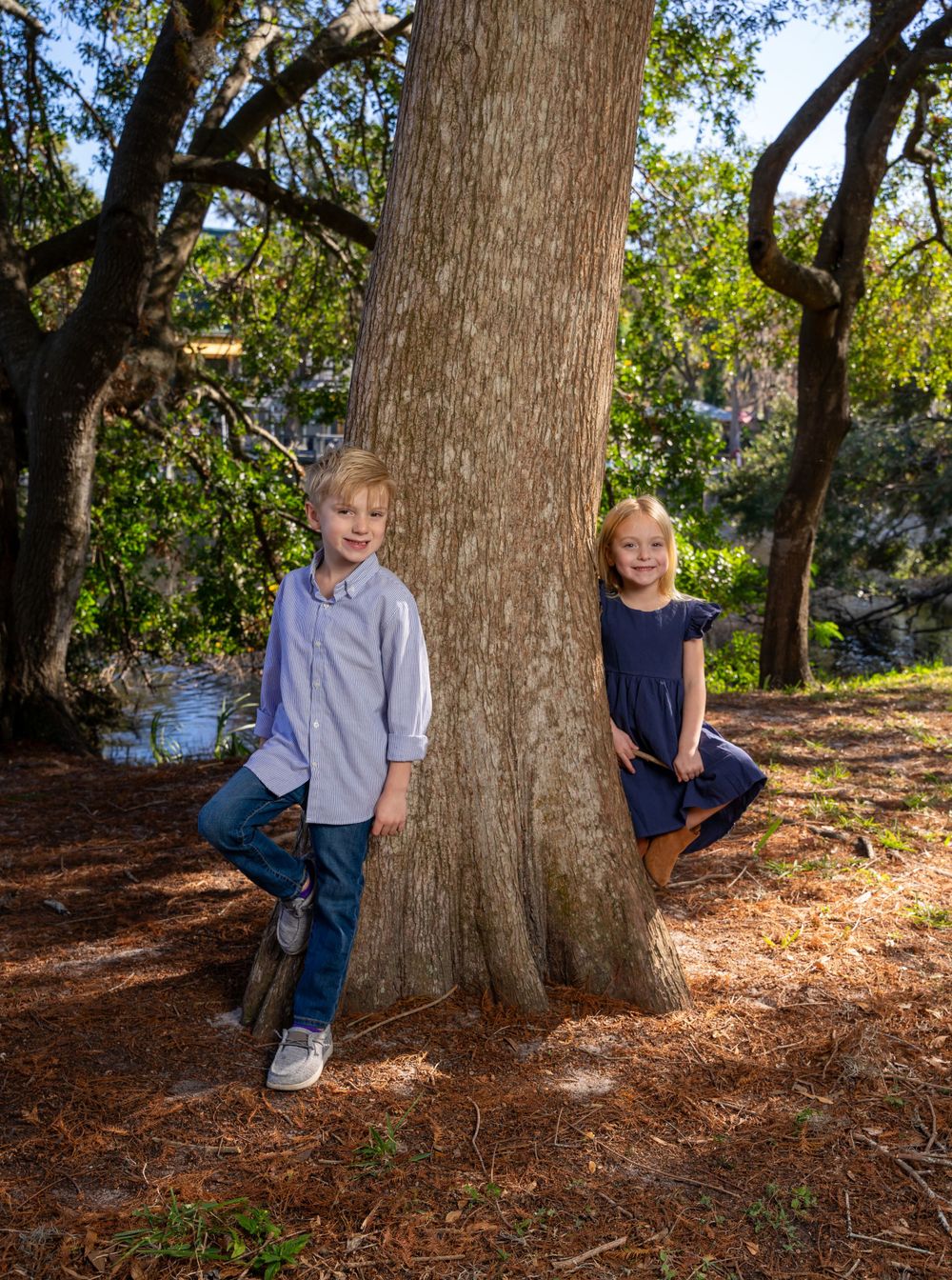 Children play hide and seek around large tree trunks in park.