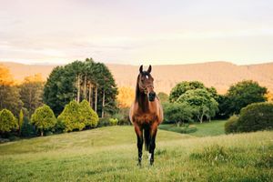 equisoul photography fine art equine photographer melbourne victoria australia portrait gould mel melanie sunset horse and rider