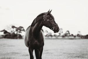 equisoul photography fine art equine photographer melbourne victoria australia portrait gould mel melanie sunset horse and rider