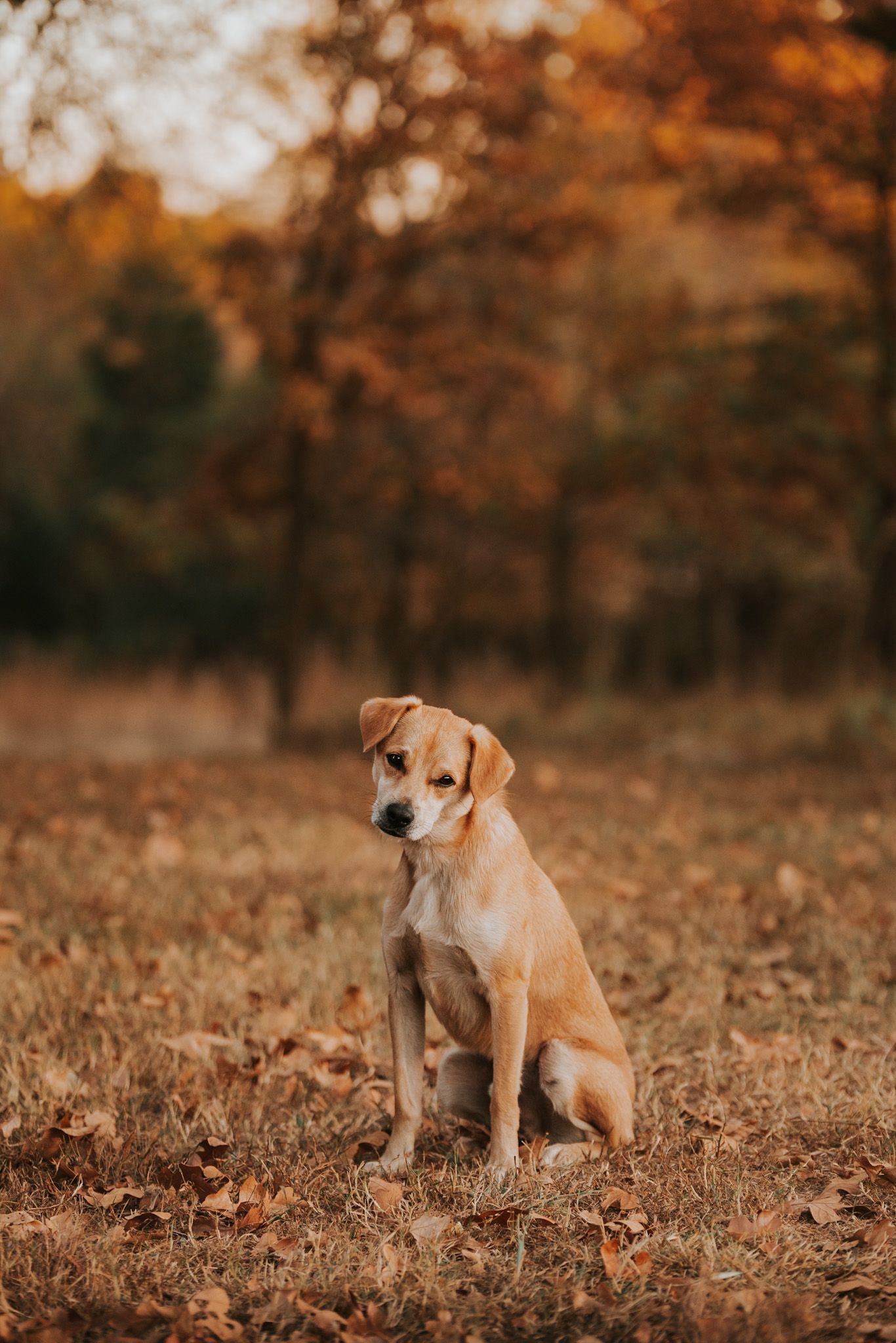 Oklahoma dog photographer