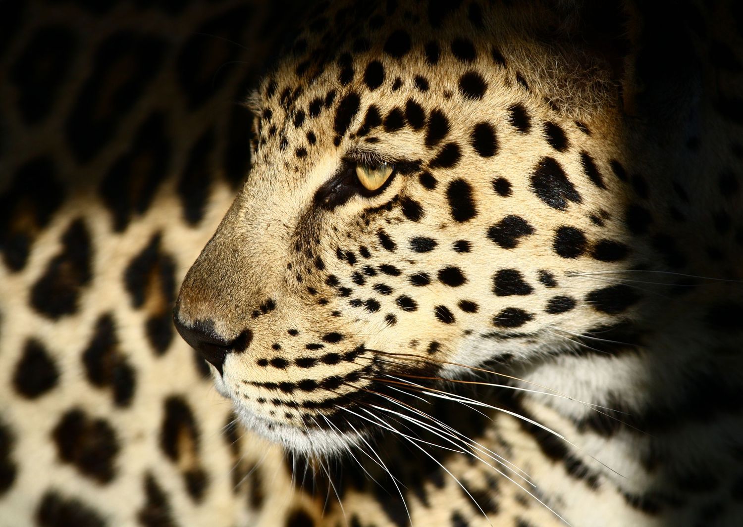 A close-up portrait of a leopard in dramatic lighting showcasing its striking spotted coat and intense gaze.