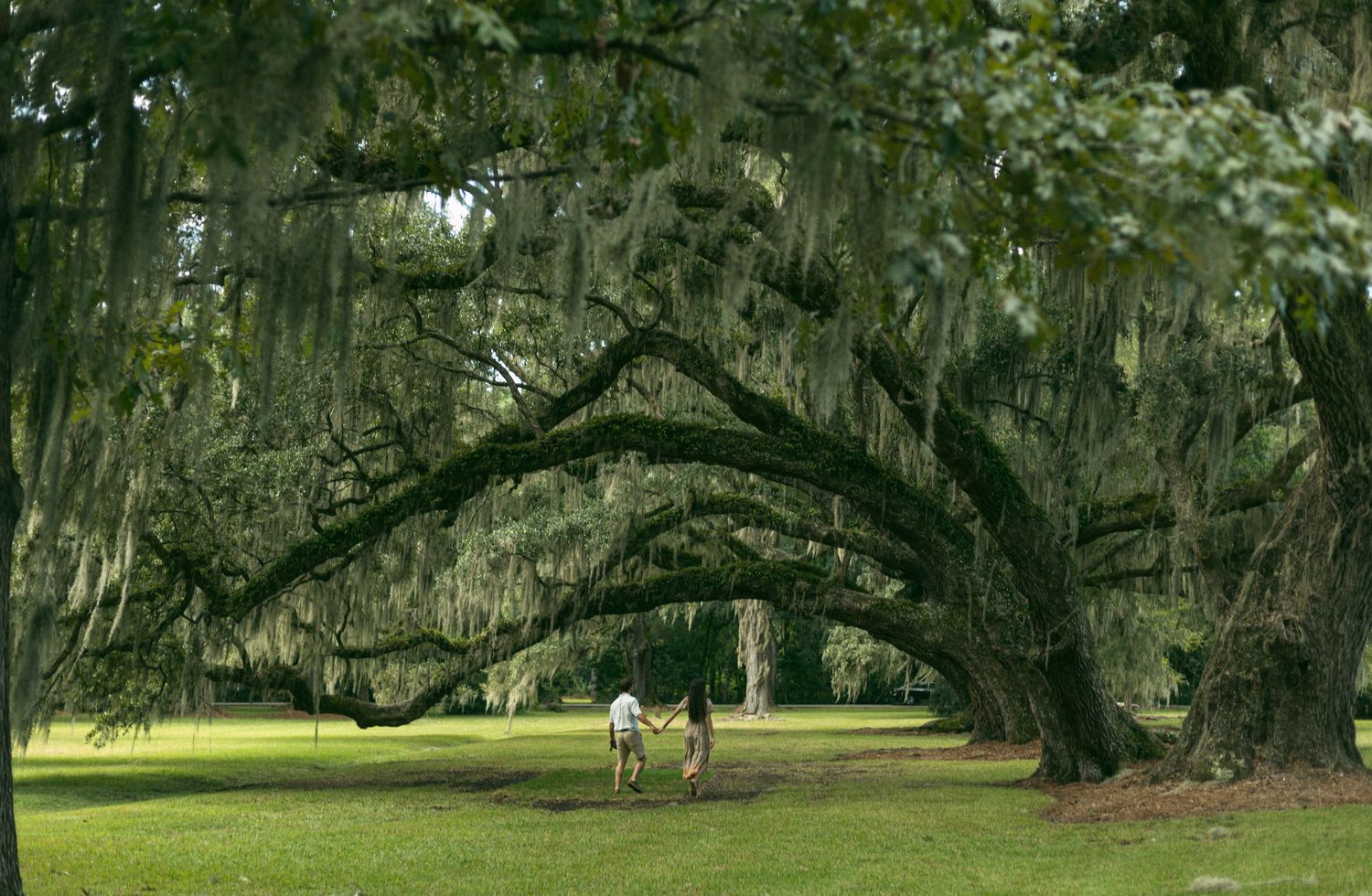 A walking path under a massive arching oak tree draped with Spanish moss.
