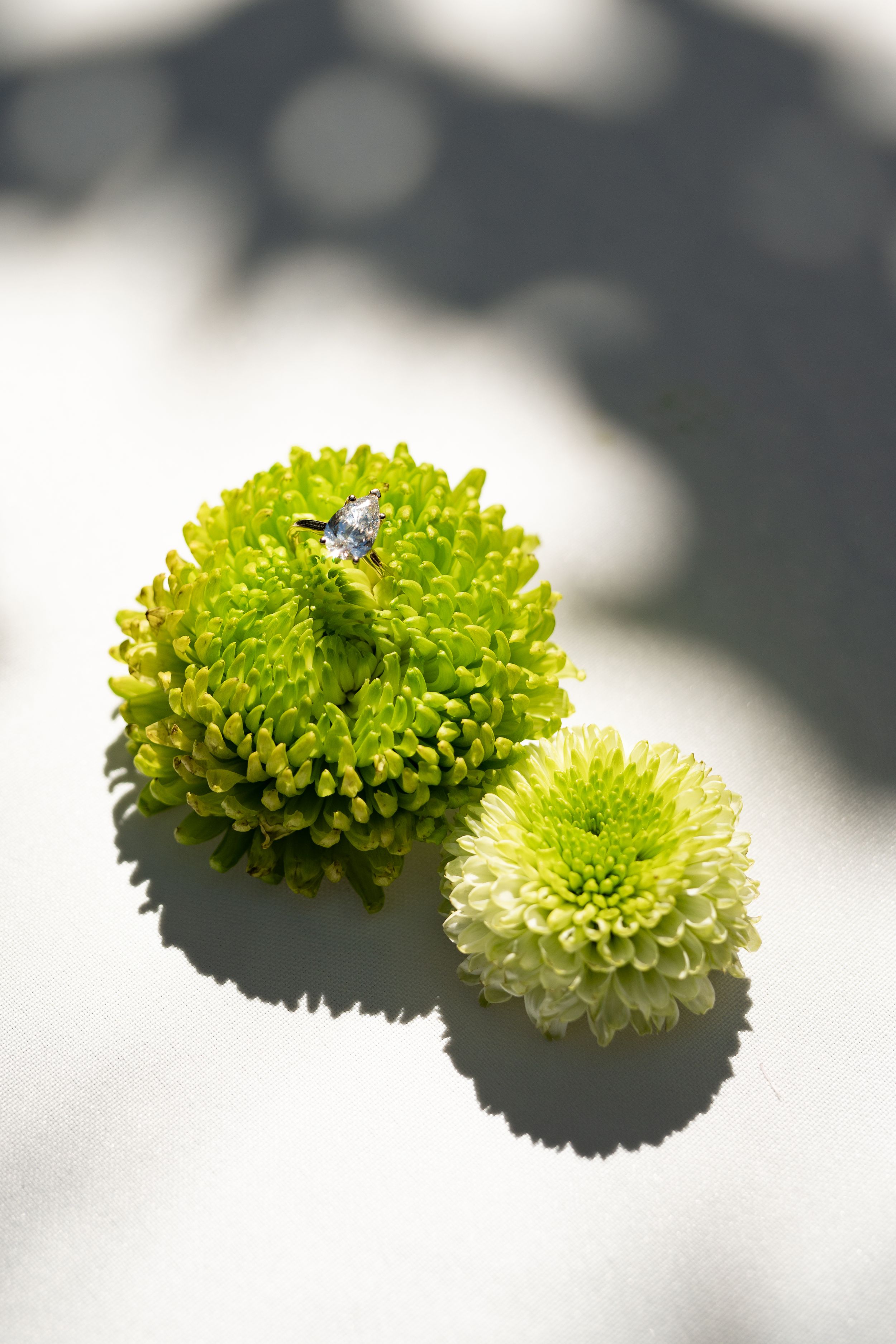 Fresh green and white chrysanthemums displayed on a bright surface with natural shadows.