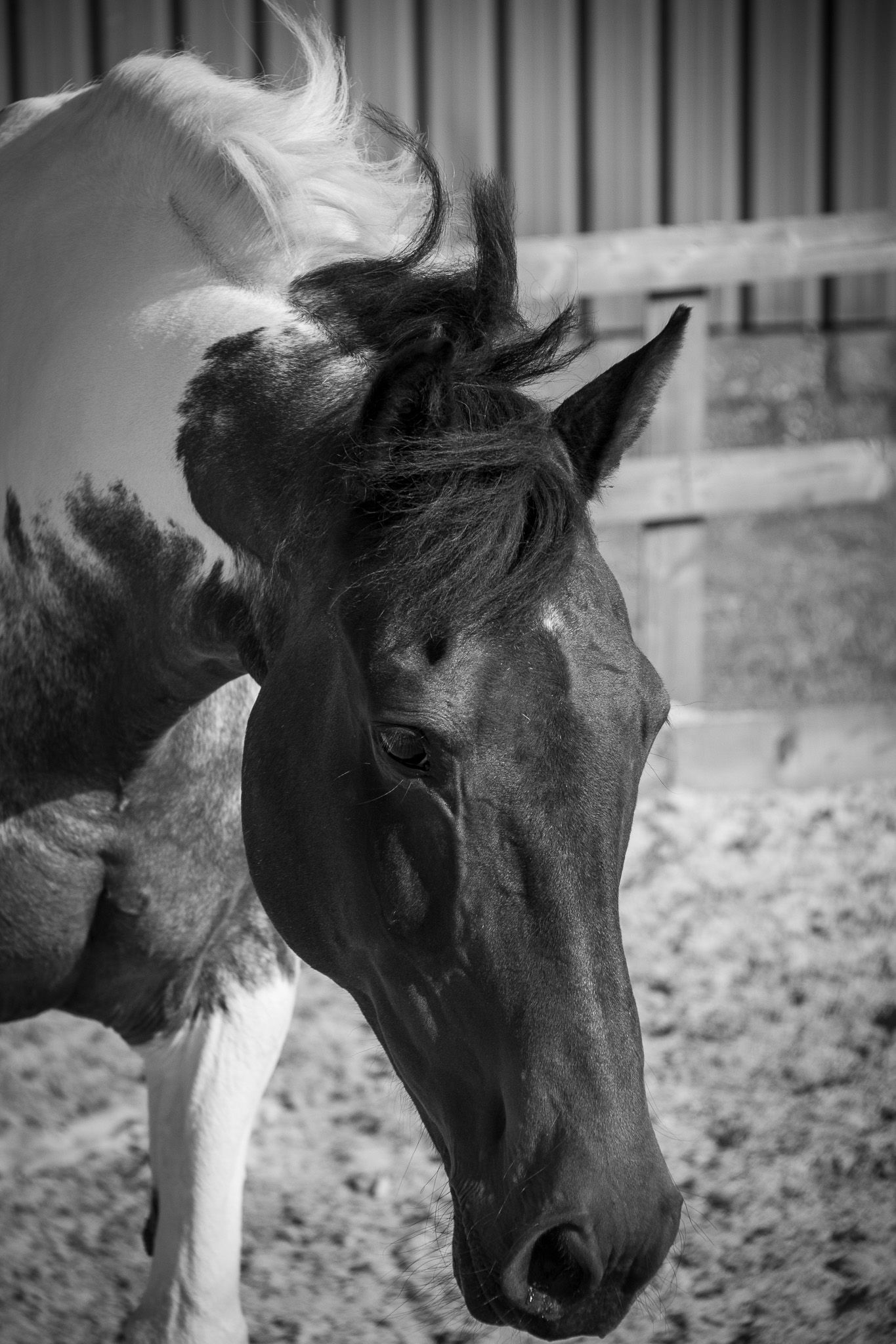 head shot of horse